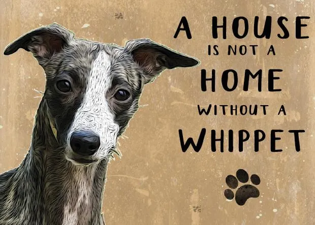 A House is not a Home without a Whippet